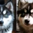 The Dog, Pomeranian, cutest Pomsky ever