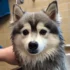 FAQs about Pomsky Vs Mini Aussie