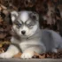 How Much Does It Cost to Neuter a Dog