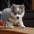 Workout activities for your Pomsky