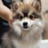 FAQs about All White Pomsky