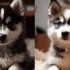 Is a Pomsky Right for Me? 10 Personality Traits to Consider