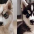 NorCal Pomskies: The Ultimate Guide to Raising and Caring for Your Pomsky Puppy