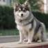 FAQs about Pomsky Health Issues