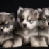 Pomsky Fur Grooming Tips You Cannot Miss