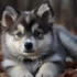 FAQs about Pomsky Hypoallergenic