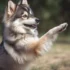 12 week old Pomsky, Basic training