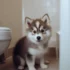 FAQs about Pomsky Puppies Price