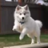 Train your Dog to be OFF LEASH: The First Steps