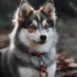 Pomsky Blue Heeler Mix: A Guide to This Unique Designer Dog