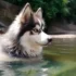 Mini Pomsky Puppies For Sale Near Me: Find Your Perfect Companion