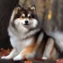 Pomsky Full Grown Age: When Do Pomskies Reach Adulthood?