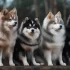 Pomsky F2 Adulte: Understanding the Size and Appearance of Pomskies