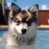 Tips for Pomsky Grooming in Winter