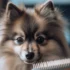 FAQs about Pomsky Full Size