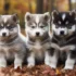 Pomsky Training & Health care
