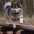 FAQs about Full Grown Teacup Pomsky