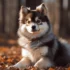 Pomsky Puppies For Sale In Ohio: Find Your Furry Companion Today!