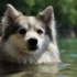 Teacup Pomskies for Sale in Florida – Get Your Adorable Companion Now!
