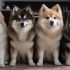 Top Pomsky Breeders in Texas: Find Your Perfect Companion Today