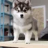 FAQs about Pomsky Weight