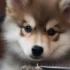 Common items that are dangerous for the Pomskies