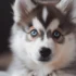 Pomsky Traits and Characteristics: Understanding the Temperament and Behavior