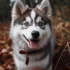 FAQs about White Pomsky Puppy