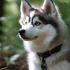 Pomsky Dog Information: Size, Personality Traits, and Breeding Standards