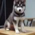 FAQs about Pomsky Blue Eyes
