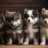 Mistakes to avoid to have a healthy Pomsky