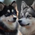 Top Pomsky Breeders in Indiana
