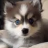 All about dehydration in a Pomsky