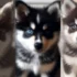 FAQs about Pomsky Breeder