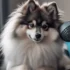 Pomsky Breeders in Wisconsin
