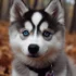 Maltese Pomsky: The Adorable Mix of Two Small Breeds