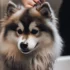 FAQs about Pomsky Puppies for Adoption