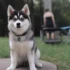 Feeding your Pomsky