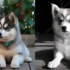 FAQs about What is a Pomsky