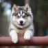 Pomsky Puppies: Tips for Finding the Right Breeder