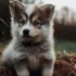 Pomsky, 4 Months old Trained
