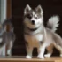 Lilac Pomsky: The Adorable Hybrid Dog Breed