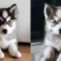 Training a Pomsky without treats
