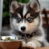 Top Pomsky Breeders in MA for Healthy and Happy Puppies