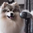 FAQs about How Much is Pomsky