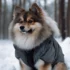 Pomsky Puppies for Sale in Canada: Find Your Perfect Companion