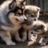 FAQs about Pomsky Lifespan