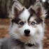 FAQs about Pomsky Puppies Sale