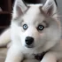 ¿Cuánto cuesta un Pomsky? Descubre los precios de los perros Pomsky en el mercado