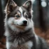 Top Pomsky Breeders in Canada